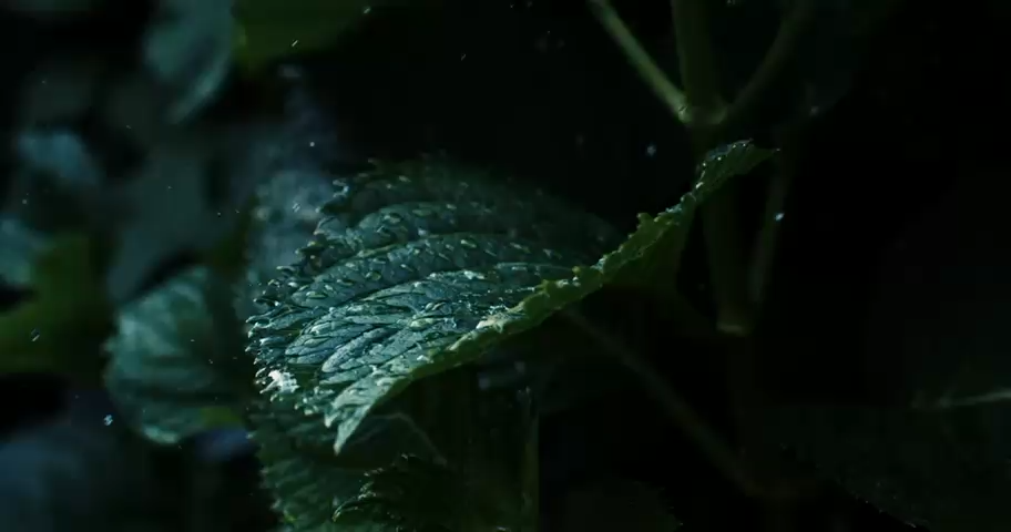 videoframe_0 (5)